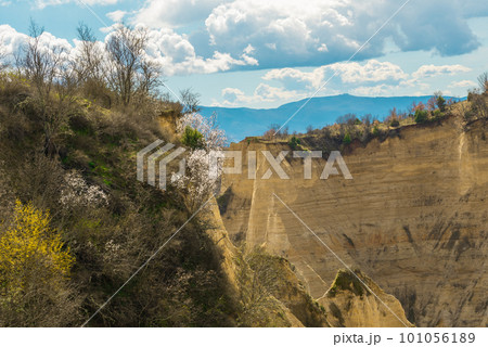 Flowering of dogwood and apple tree in early spring in sandy rocks near Melnik Bulgaria 101056189