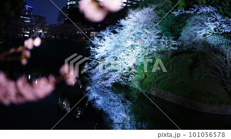 水面に映る夜桜/千鳥ヶ淵 水面に映る夜桜/千鳥ヶ淵 101056578