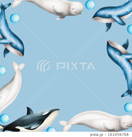 Watercolor frame with beluga, blue whale and killer whale isolated on white background. Hand painting realistic Arctic and Antarctic ocean mammals. For designers, decoration, postcards, wrapping paper 101056768