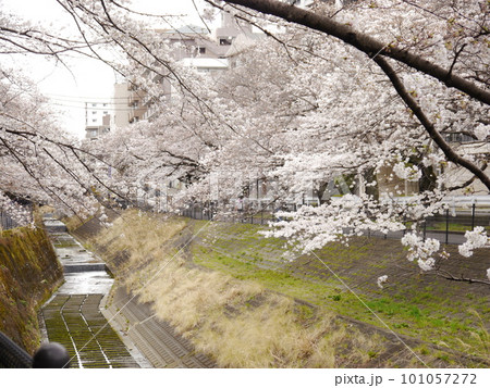 川沿いに咲く桜(多摩センター駅周辺) 川沿いに咲く桜(多摩センター駅周辺) 101057272