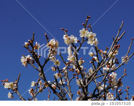 青空に映える白梅(薬師池公園) 青空に映える白梅(薬師池公園) 101057310
