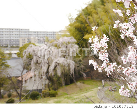 しだれ桜とさくら（鶴巻西公園） 101057315