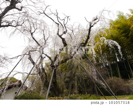 枝垂れ桜(鶴巻西公園) 枝垂れ桜(鶴巻西公園) 101057318