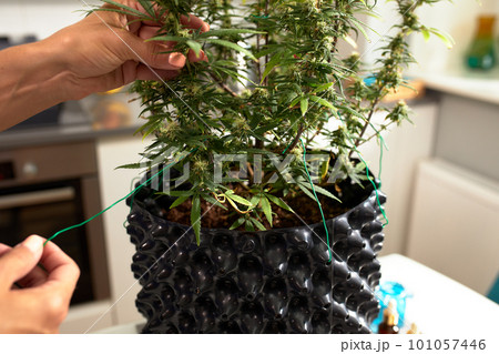 Happy woman with cannabis bush at home, growing cannabis indoors, culture of growing cannabis at home, the concept of cannabis as a medicine Happy woman with cannabis bush at home, growing cannabis indoors, culture of growing cannabis at home, the concept of cannabis as a medicine 101057446