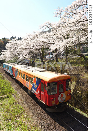 満開の樽見鉄道日当駅 101057518