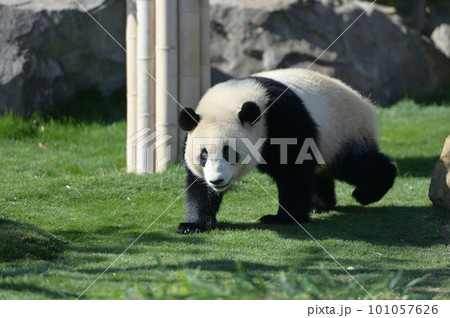 お散歩中の優浜 101057626