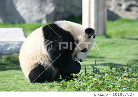 おやつを見つけた優浜 101057627