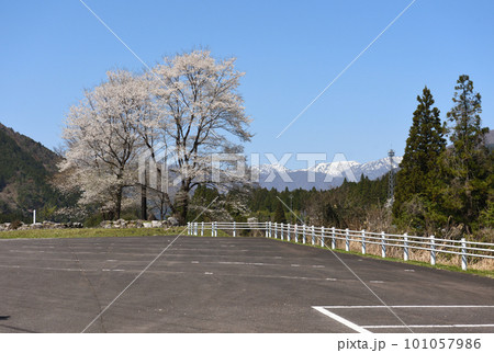 満開の根尾谷薄墨ザクラ 101057986