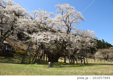 満開の根尾谷薄墨ザクラ 101057994