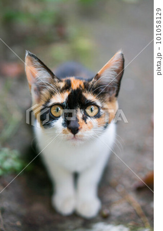 まっすぐな瞳で期待する子猫 まっすぐな瞳で期待する子猫 101058129