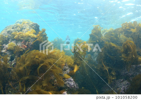 海藻とクロダイ(正面) 海藻とクロダイ(正面) 101058200