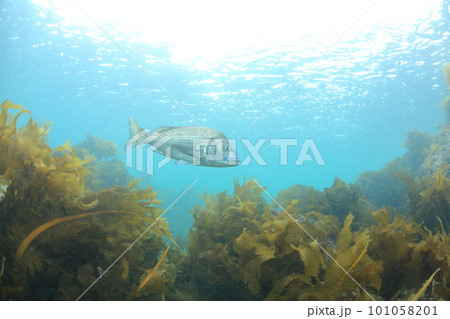 海藻とクロダイ 海藻とクロダイ 101058201