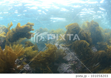 海藻とクロダイ 海藻とクロダイ 101058203