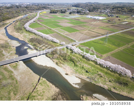 壮大で美しい都幾川桜堤の満開の桜並木 埼玉県嵐山町(ドローンによる空撮) 壮大で美しい都幾川桜堤の満開の桜並木 埼玉県嵐山町(ドローンによる空撮) 101058938