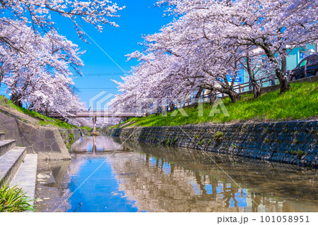 奈良県 大和高田の千本桜 101058951