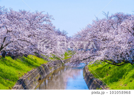 奈良県 大和高田の千本桜 101058968