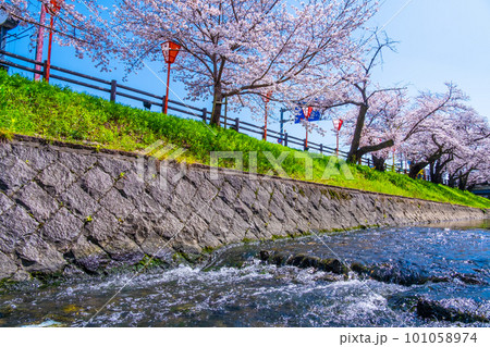 奈良県 大和高田の千本桜 101058974