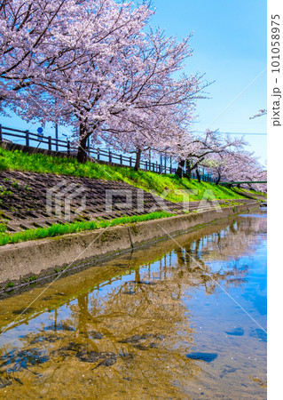奈良県 大和高田の千本桜 101058975
