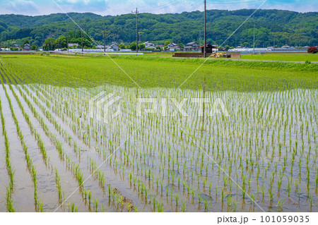 田園風景 道の駅にしかた付近 初夏の季節     田園風景 道の駅にしかた付近 初夏の季節     101059035