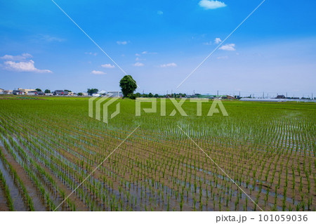 田園風景　道の駅にしかた付近　初夏の季節　　　　 101059036