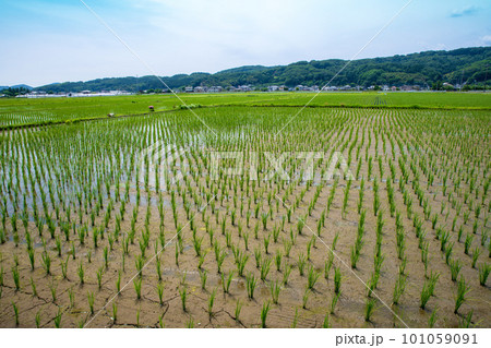 田園風景 道の駅にしかた付近 初夏の季節     田園風景 道の駅にしかた付近 初夏の季節     101059091