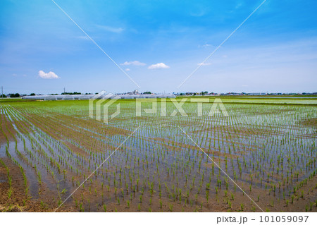 田園風景　道の駅にしかた付近　初夏の季節　　　　 101059097