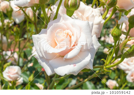 バラ【品種:マジョリカ】 バラ【品種:マジョリカ】 101059142