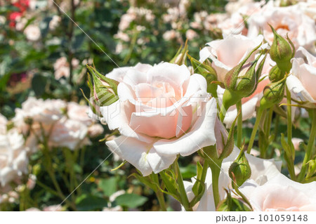 バラ【品種:マジョリカ】 バラ【品種:マジョリカ】 101059148