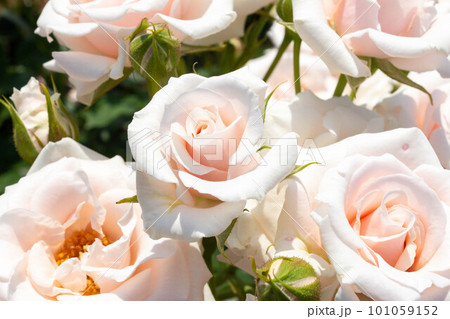 バラ【品種:マジョリカ】 バラ【品種:マジョリカ】 101059152