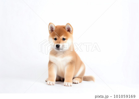 シバさん How to Pronounce Shiba no (しばの) in Japanese - Voxifier.com