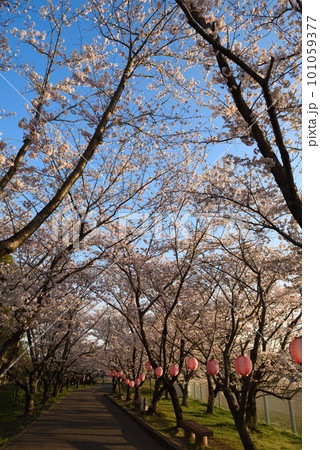 桜満開の旭公園 桜満開の旭公園 101059377