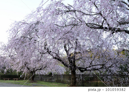 桜満開の旭公園 桜満開の旭公園 101059382