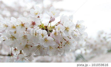 満開の桜淡いピンク 101059616