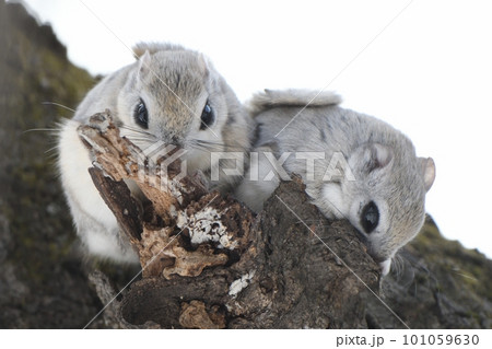 求愛行動をするエゾモモンガ 101059630