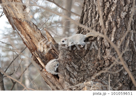 求愛行動をするエゾモモンガ 101059651