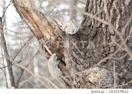求愛行動をするエゾモモンガ 101059652