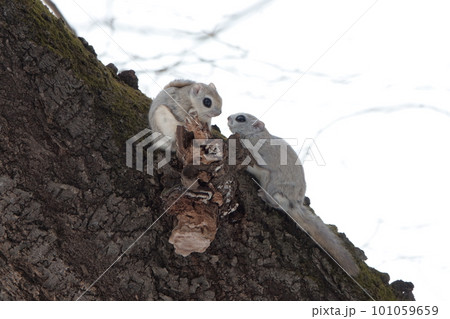 求愛行動をするエゾモモンガ 101059659