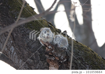 求愛行動をするエゾモモンガ 101059664