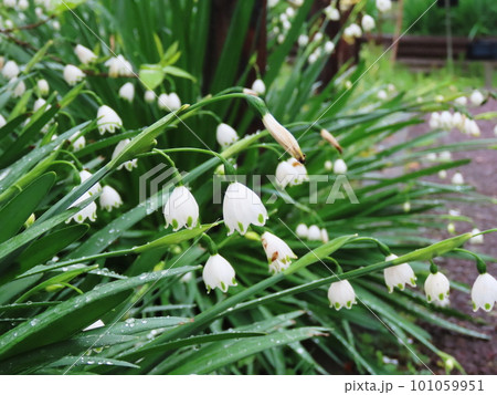 白いスノーフレーク　Leucojum aestivum 101059951