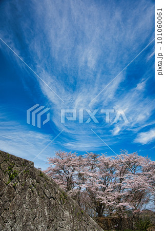 岡城趾の桜 岡城趾の桜 101060061