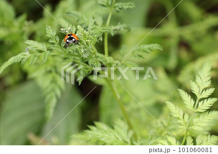 テントウムシと対峙した 101060081