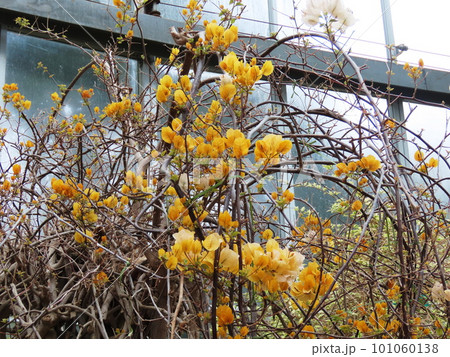 ブーゲンビレア　Bougainvillea 101060138