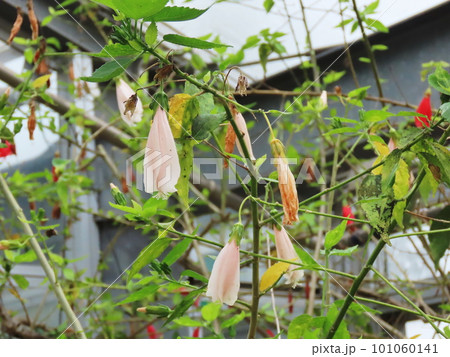 ウナズキヒメフヨウ　Sleeeping Hibiscus 101060141