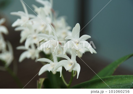 デンドロビウム・キンギアナム Dendrobium kingianum デンドロビウム・キンギアナム Dendrobium kingianum 101060256