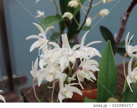 デンドロビウム・キンギアナム Dendrobium kingianum デンドロビウム・キンギアナム Dendrobium kingianum 101060257