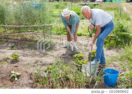 Mature couple with shovels working with harvest of green onion 101060602