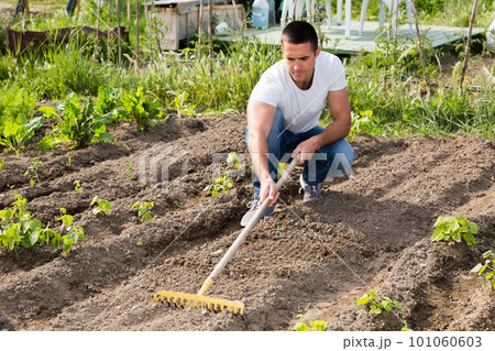 Man is leveling the beds ground with a rake 101060603