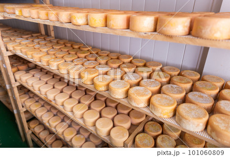 Wheels of sheep cheese on shelves in ripening room of cheese dairy 101060809