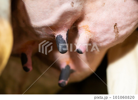 Close up of cow udder 101060820