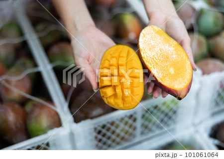 Sliced ripe juicy mango in hands of female worker Sliced ripe juicy mango in hands of female worker 101061064